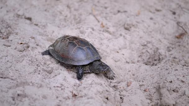 La tortuga estanque europea se arrastra lentamente a lo largo de la arena sucia en el bosque. De cerca. — Vídeos de Stock