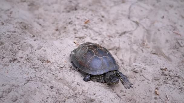 欧洲池塘龟正在森林里沿着肮脏的沙滩缓慢地爬行。靠近点 — 图库视频影像