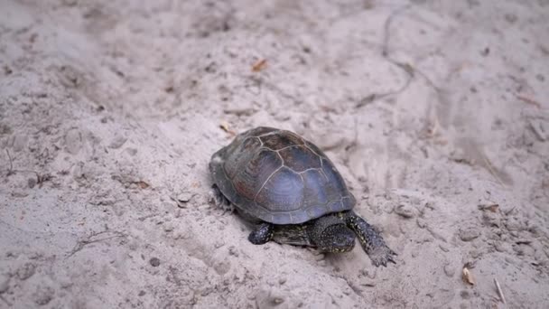 La tortue d'Europe rampe lentement le long du sable sale dans la forêt. Gros plan — Video