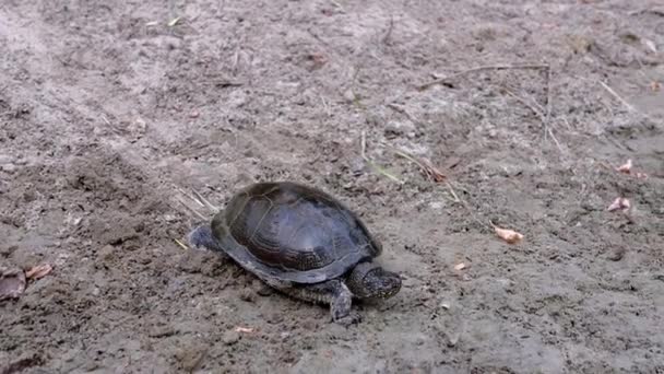 European Pond Turtle está lentamente rastejando ao longo da areia suja para o rio. Fechar — Vídeo de Stock