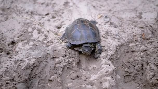 European Pond Turtle powoli czołga się wzdłuż Brudnej Piasku do rzeki. Zamknij się. — Wideo stockowe