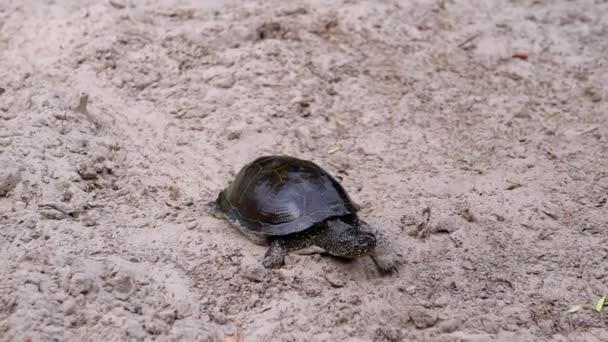 European Pond Turtle kruipt langzaam langs Dirty Sand naar de rivier. Sluiten. — Stockvideo