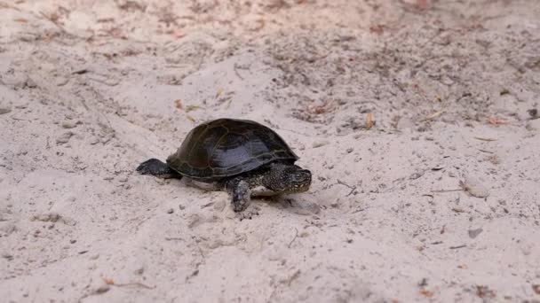 European Pond Turtle krälar långsamt längs Dirty Sand till floden. Närbild — Stockvideo