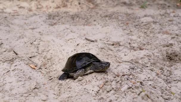 La tortuga de estanque europea se arrastra lentamente a lo largo de la arena sucia hasta el río. De cerca. — Vídeo de stock