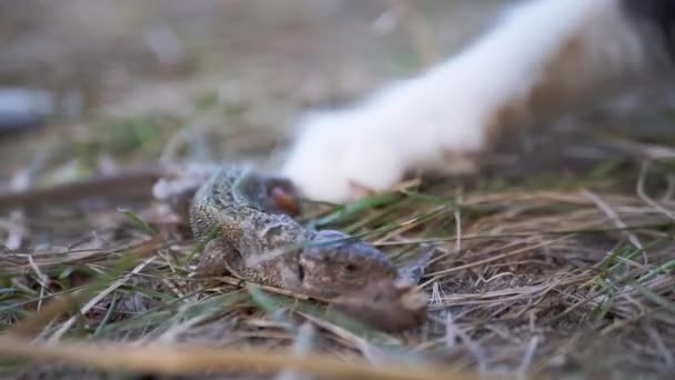 Cat attacca la piccola lucertola verde ferita in erba con zampe stropicciate. Da vicino. — Video Stock