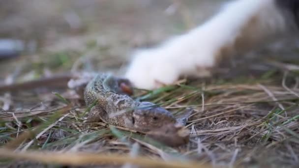 Katze attackiert die verletzte kleine grüne Eidechse im Gras mit gekrallten Pfoten. Nahaufnahme — Stockvideo