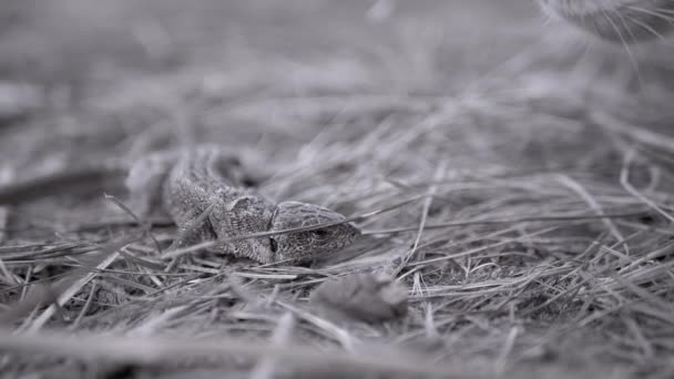 Gato tricolor sin hogar huele a lagarto en hierba seca. En cámara lenta. 180 fps — Vídeo de stock