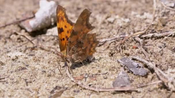 Schöner gefleckter Orangefarbener Schmetterling sitzt auf dem nassen, schmutzigen Sand und öffnet die Flügel. 4K — Stockvideo