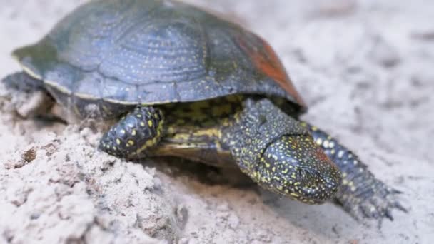 European Pond Turtle Crawls langs Sandy Bank of River. Langzame beweging — Stockvideo