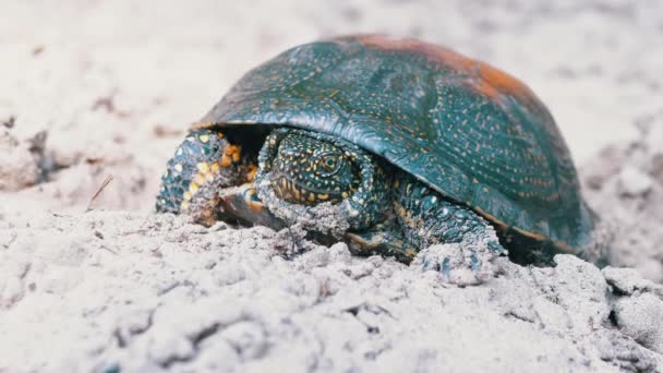 Portret van een landschildpad op Sandy Bank of River. 4K. Sluiten.. — Stockvideo