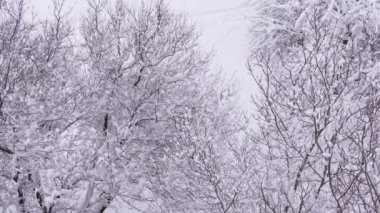 Karla kaplı ağaç dalları olan kış ormanı. Yukarıdan görünüm. 4K