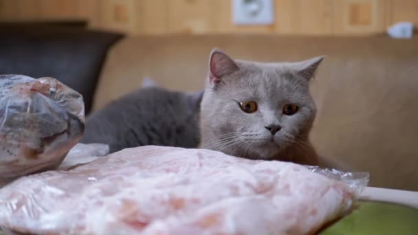 냉동 된 고기, 물고기 속에 든 꾸러미가 굶주린 두 마리의 고양이가 앉아 있는 탁자 위에 놓여 있다 — 비디오