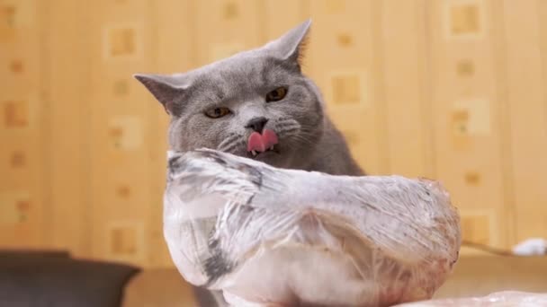 Hongerig grijs Britse kat licks met tong een bevroren stuk vis, vlees op tafel — Stockvideo