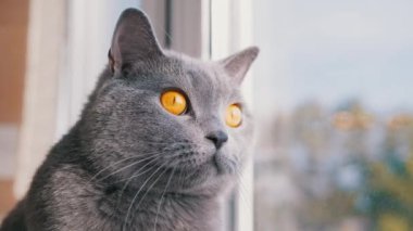 Gri bir İngiliz evcil kedisi Pencereden dışarı bakıyor, Uçan Kuşları izliyor