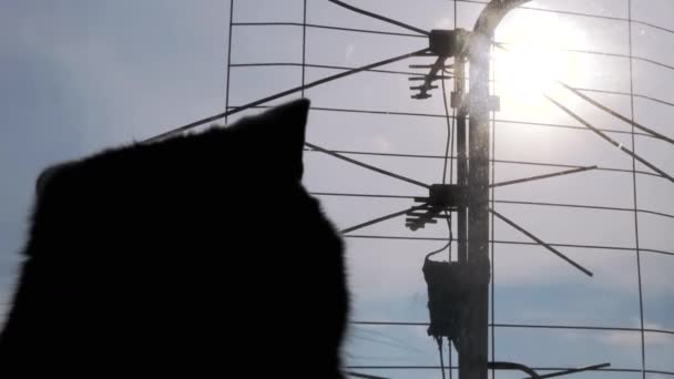 Schwarze Silhouette einer Hauskatze, die im Sonnenlicht aus dem Fenster schaut — Stockvideo
