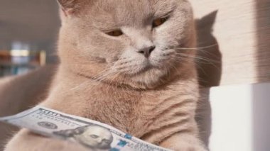 İskoç Gri Ev Kedisi Odada 100 Dolarlık banknotla oynuyor. Kapat.