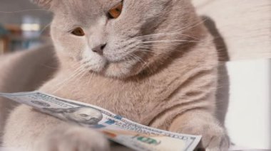 İngiliz Gri Ev Kedisi Paws 'da 100 Dolarlık banknot tutuyor. 4 bin. Kapat.