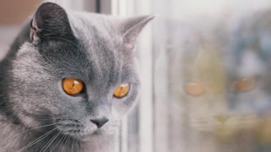 Gri bir İngiliz Evcil Kedisi Pencereden Sokağa Bakar. Büyüt