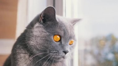 Gri bir İngiliz evcil kedisi Pencereden dışarı bakıyor, Uçan Kuşları izliyor