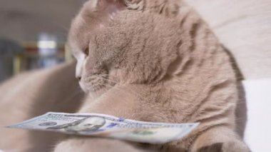 İngiliz Gri Ev Kedisi Paws 'da 100 Dolarlık banknot tutuyor. 4 bin. Kapat.