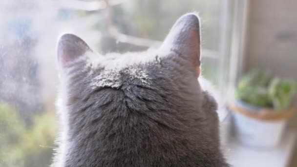 Серый британский домашний кот смотрит в окно, наблюдает за летающими птицами. Вид сзади — стоковое видео