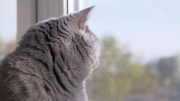 Серый британский домашний кот смотрит в окно, наблюдает за летающими птицами. Закрыть — стоковое видео
