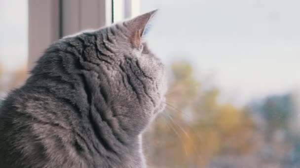 Gri İngiliz Evcil Kedisi Pencereden Bakar, Uçan Kuşları İzler. Kapat. — Stok video