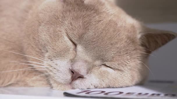 Brit szürke belföldi macska alszik egy 100 dolláros számlát a szobában. 4K. Közelről. — Stock videók