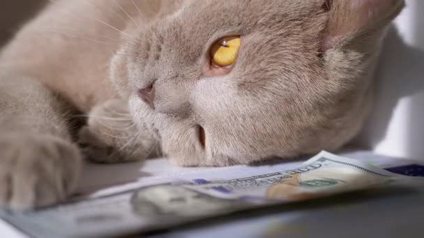 Um gato doméstico cinza britânico mente em uma nota de 100 dólares na sala. 4K. Fechar — Vídeo de Stock