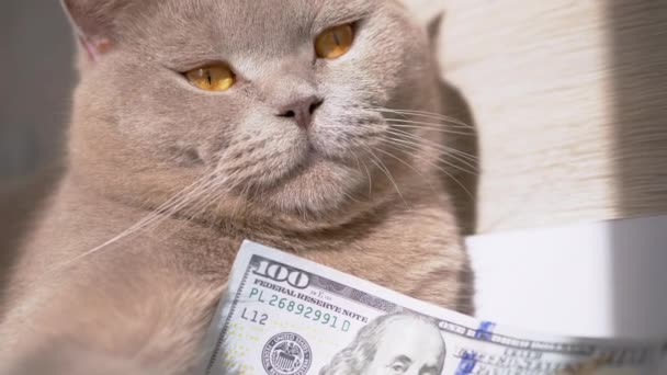 British Gray Domestic Cat Holding em patas 100 Dollar Bill Olhando para a câmera — Vídeo de Stock