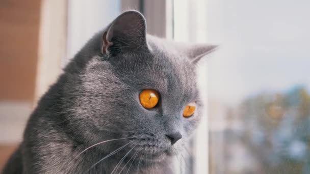 Серый британский домашний кот, смотрящий в окно и наблюдающий за летающими птицами — стоковое видео