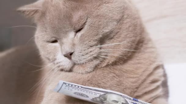 英国のグレー国内猫は部屋に100ドル札を保持しています。ズーム — ストック動画