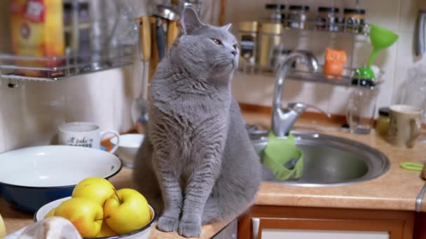 Een grote grijze Britse kat zit op de keukentafel, kijkt rond. 4K. Sluiten. — Stockvideo