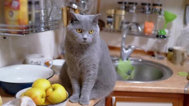 Mutfak Masasında Büyük Gri İngiliz Kedisi Oturuyor, Etrafa Bakınıyor. 4 bin. Kapat.