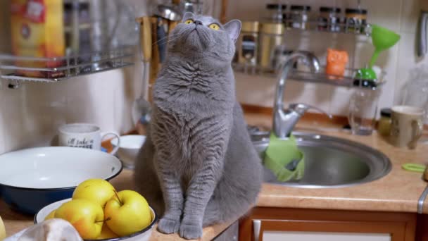 Um gato britânico cinza grande senta-se na mesa da cozinha, olha em volta. 4K. Fechar — Vídeo de Stock