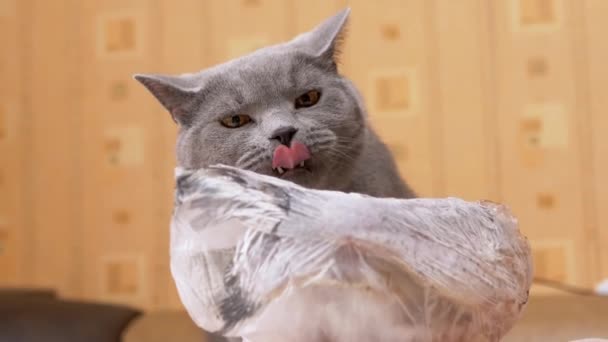 Hambriento gris británico gato lamer con lengua un congelado pedazo de pescado, carne en mesa — Vídeo de stock