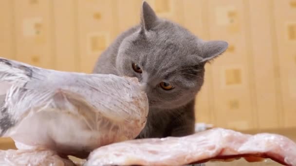 Πεινασμένοι Gray British Cat Licks με γλώσσα ένα κατεψυγμένο κομμάτι του ψαριού, το κρέας στο τραπέζι — Αρχείο Βίντεο