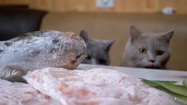 Carne congelada, pescado en paquete yacen sobre una mesa en el fondo de dos gatos hambrientos — Vídeo de stock