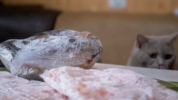 Замороженное мясо, рыба в упаковке лежат на столе на фоне голодного кота — стоковое видео