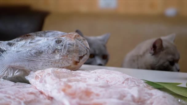 Carne congelada, pescado en paquete yacen sobre una mesa en el fondo de dos gatos hambrientos — Vídeo de stock