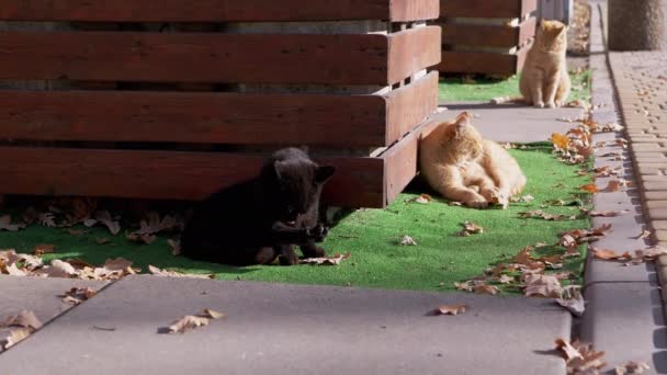 Bir Siyah ve İki Zencefilli Kedi Isınıyor, Güneş Işığındaki Yeşil Çimlerde Dinleniyor — Stok video