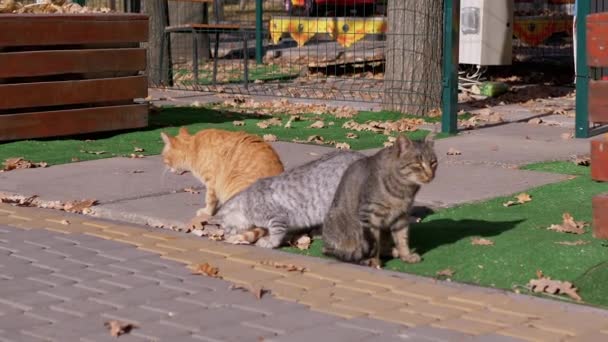 三只饥饿的无家可归的猫在阳光下在公园里的落叶中洗澡。变焦 — 图库视频影像