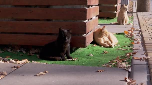 Um preto e dois gatos de gengibre estão se aquecendo, descansando em um gramado verde em raios de sol — Vídeo de Stock