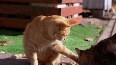 İki Evsiz Kirli Kedi Pençelerle Dövüşüyor, Dışarıda Yün Yıkıyor. 4 bin. Kapat.