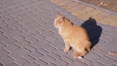 Evsiz bir kızıl kedi Paving levhalarında oturur, güneşin altında güneşlenir. Yan Görünüm. Büyüt