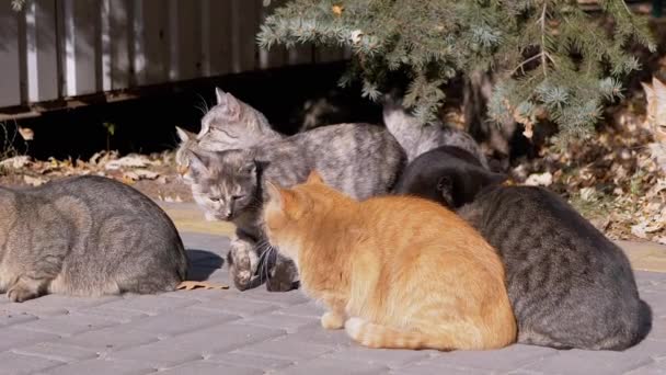 一群大群的流浪猫正坐在摊位上等待喂食 — 图库视频影像