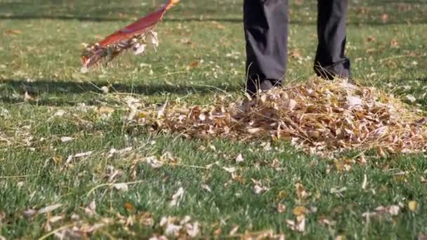 Údržbář zametá padlé suché žluté listy ve dvoře s hráběmi na zeleném trávníku
