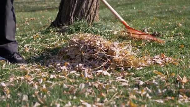 Уборщик убирает упавшие сухие желтые листья во дворе с помощью грабли на зеленой лужайке — стоковое видео