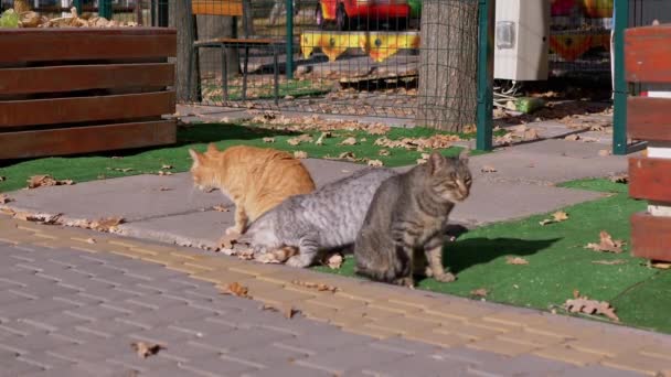 Drie hongerige dakloze katten koesteren zich in de zon in het park tussen Gevallen Bladeren. 4K — Stockvideo