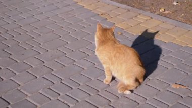 Evsiz bir kızıl kedi Paving levhalarında oturur, güneşin altında güneşlenir. 4 bin. Yavaş çekim